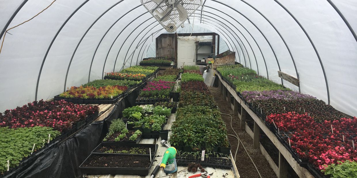 We have a variety of greenhouse plants ready for planting --after may5 2002
untill they are gone.

