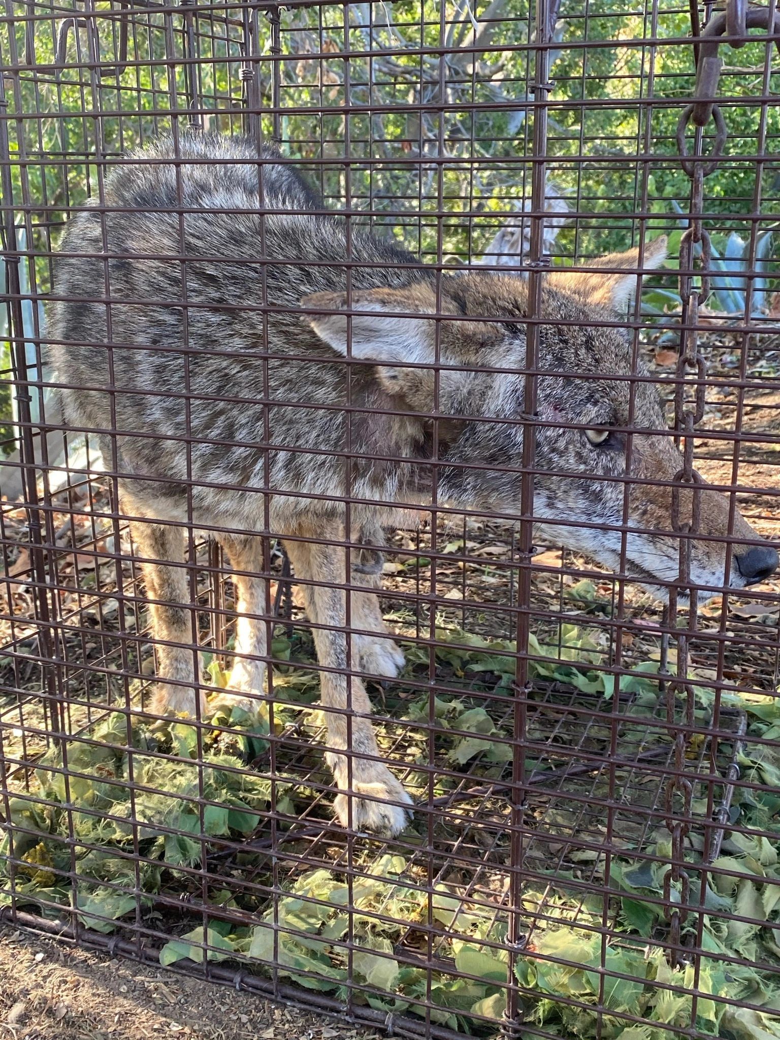 Humane Wildlife Removal and Pest Control - A-Team Wildlife Removal