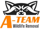 A-Team Wildlife Removal