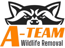 A-Team Wildlife Removal