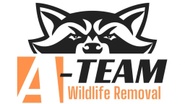 A-Team Wildlife Removal