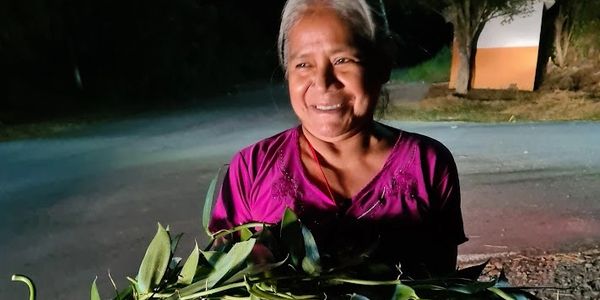 Soledad Guerrero de Tanjasnek con sus esquejes de vainilla para incrementar su producción.