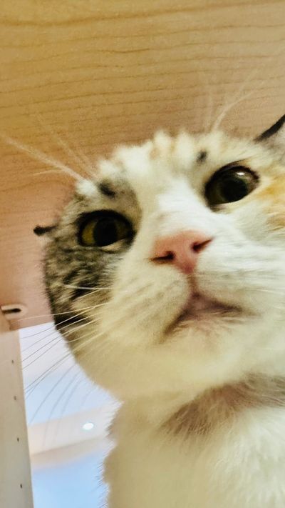 一只特写的猫咪脸。