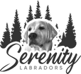 Serenity Labradors