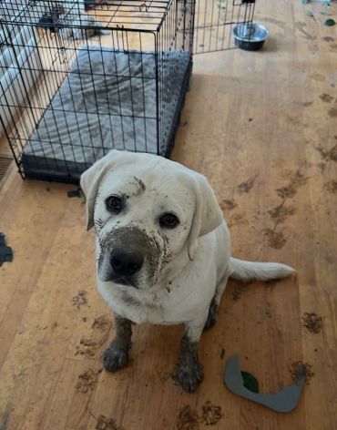 A white dog covered in mud sitting on a wooden floor with muddy paw prints around.