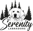 Serenity Labradors