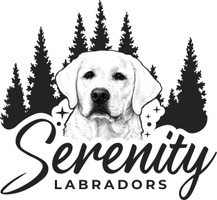 Serenity Labradors