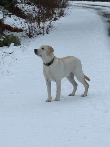 A Labrador dog standing on a snowy path.