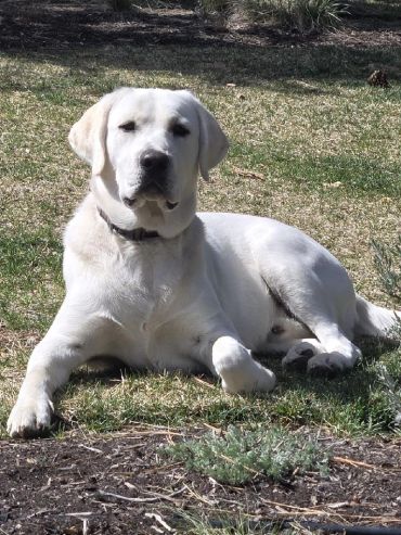 A white Labrador retriever lying on the grass in sunlight.