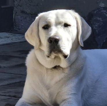 A calm white Labrador retriever lying down.
