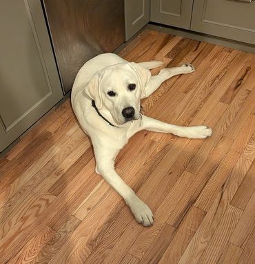 A white Labrador dog lying on a wooden floor in a kitchen.