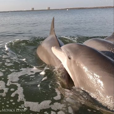 Two dolphins swimming closely in the ocean.