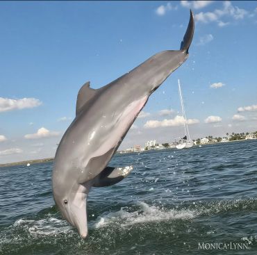 Dolphin leaping out of the water.