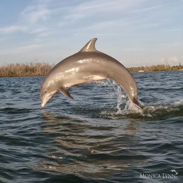 Dolphin leaping out of water.