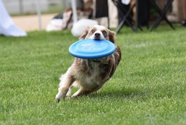 Patsy red merle playing frisbee