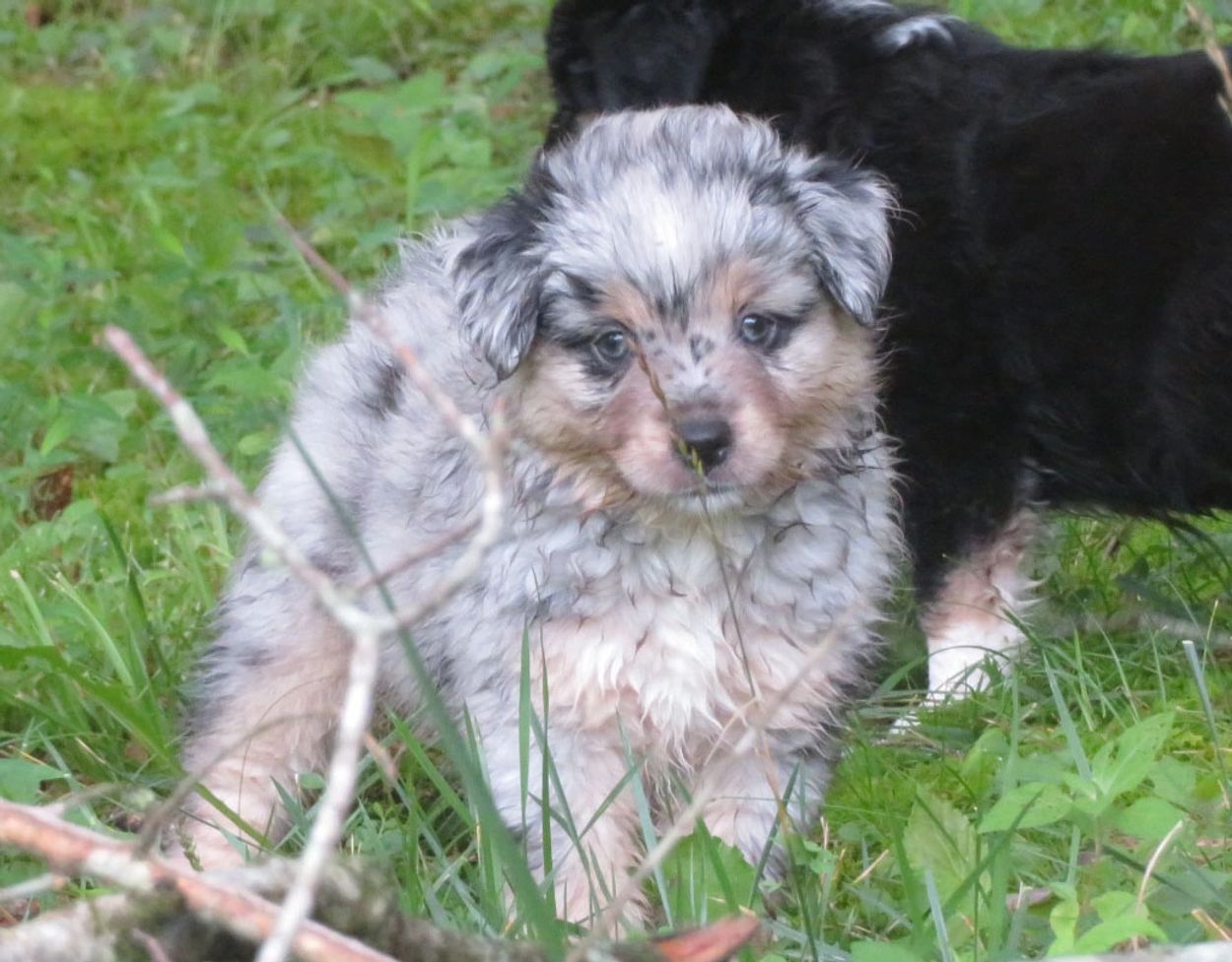 Blue merle male Mini Aussie pup for sale in Northeast Alabama.