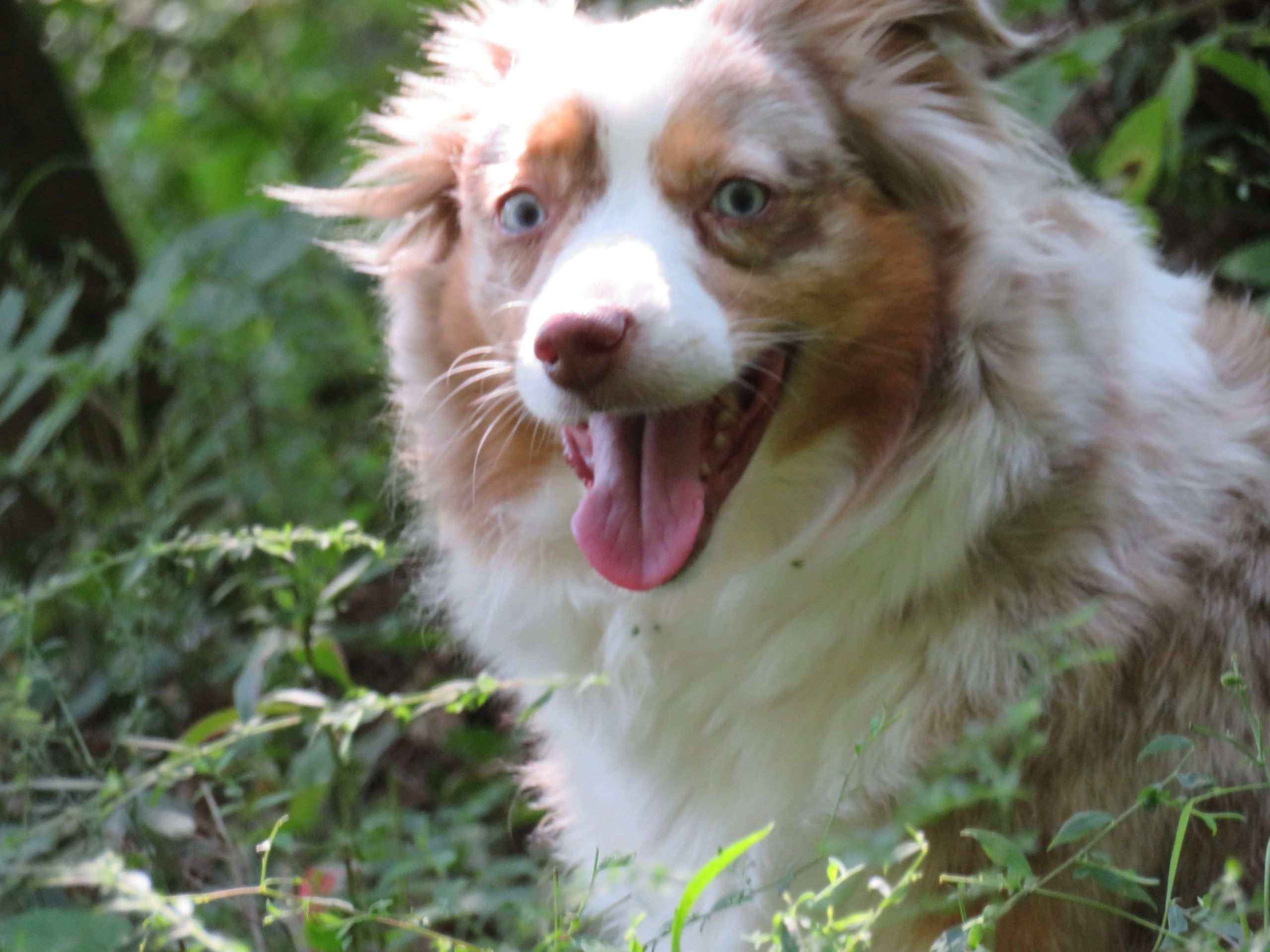 Red merle Mini Aussie expecting puppies in September 2024.