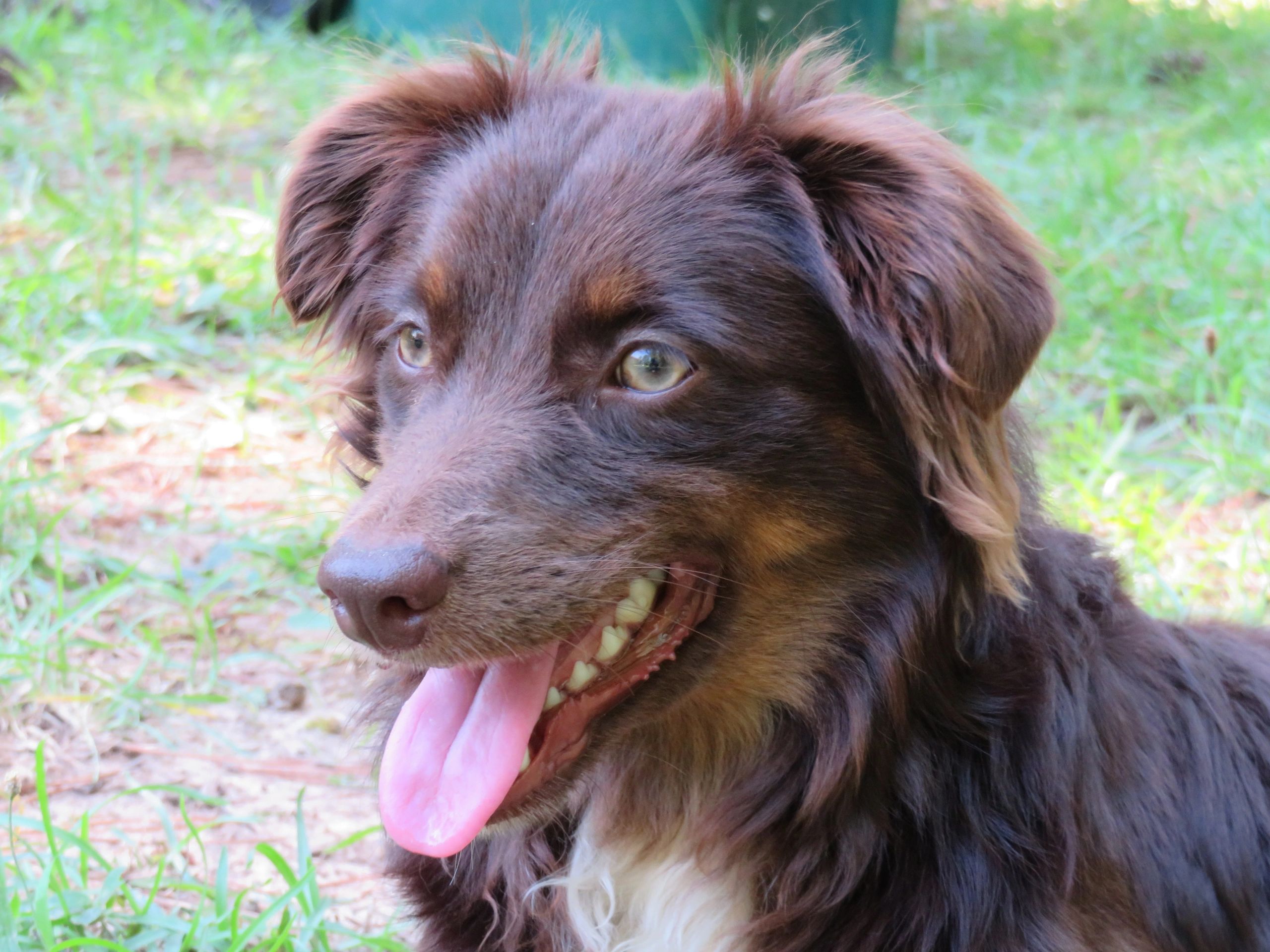 All red litter expected in Northeast Alabama Sept. 2024.