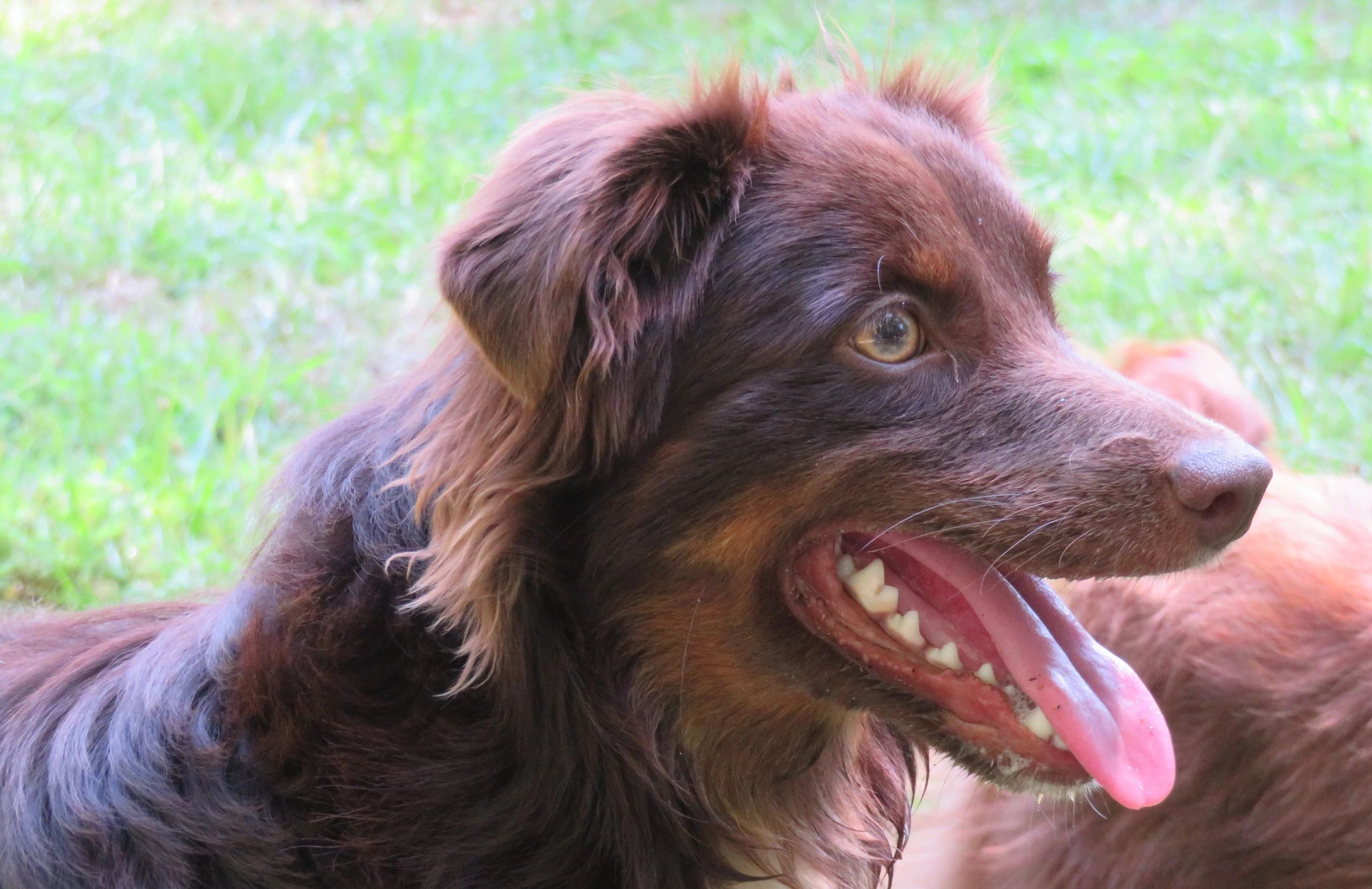 Dark liver red tricolor Mini Aussie.