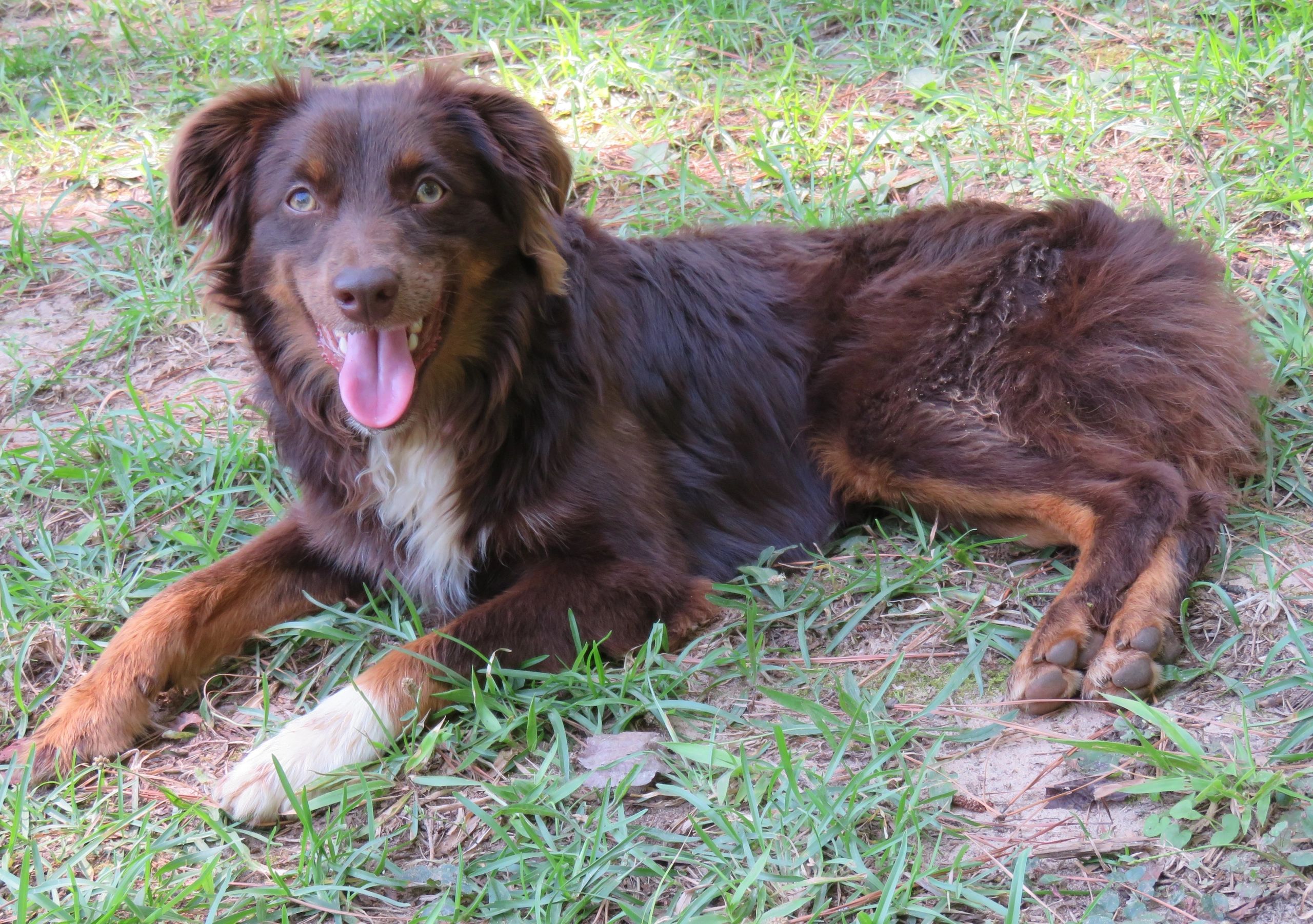 Liver red tricolor Mini Aussie.