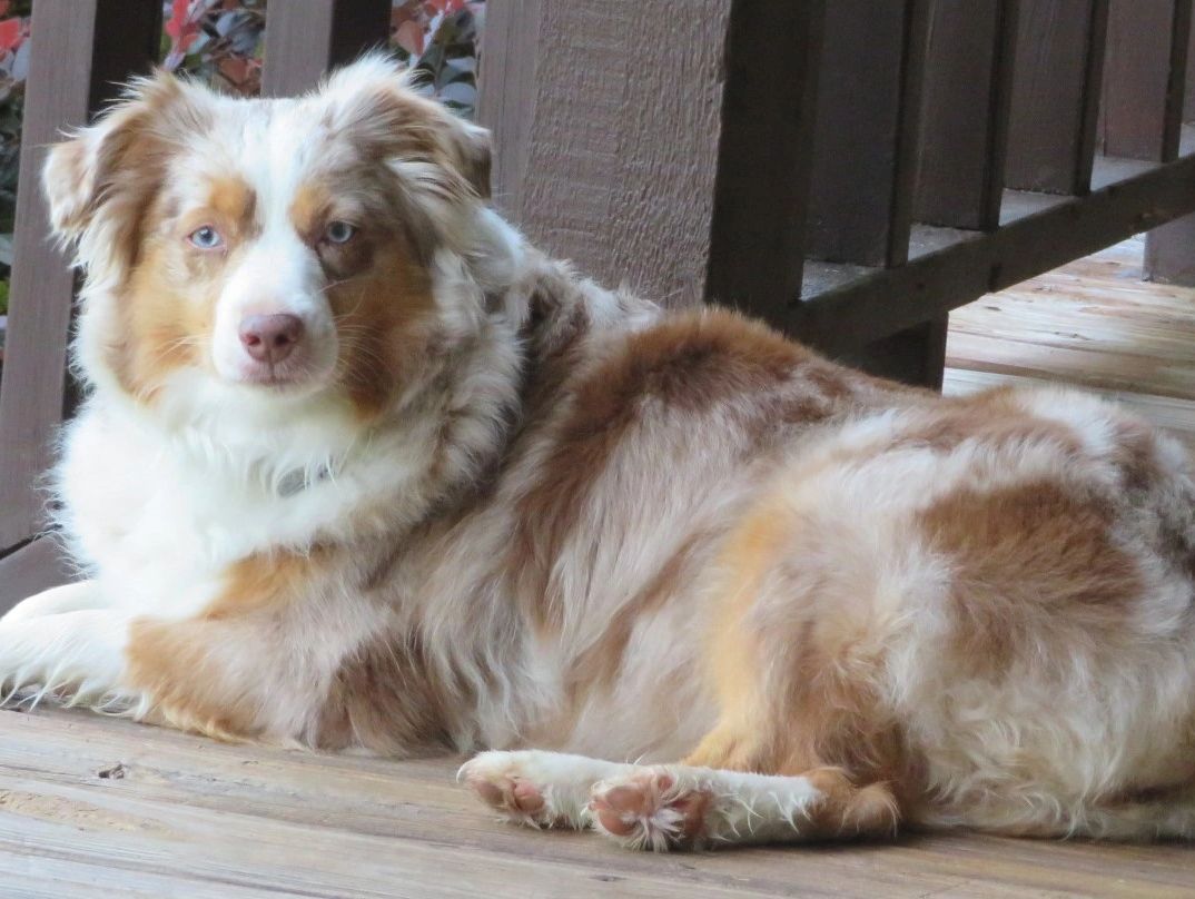 Red merle Mini Aussie dam Ringer.