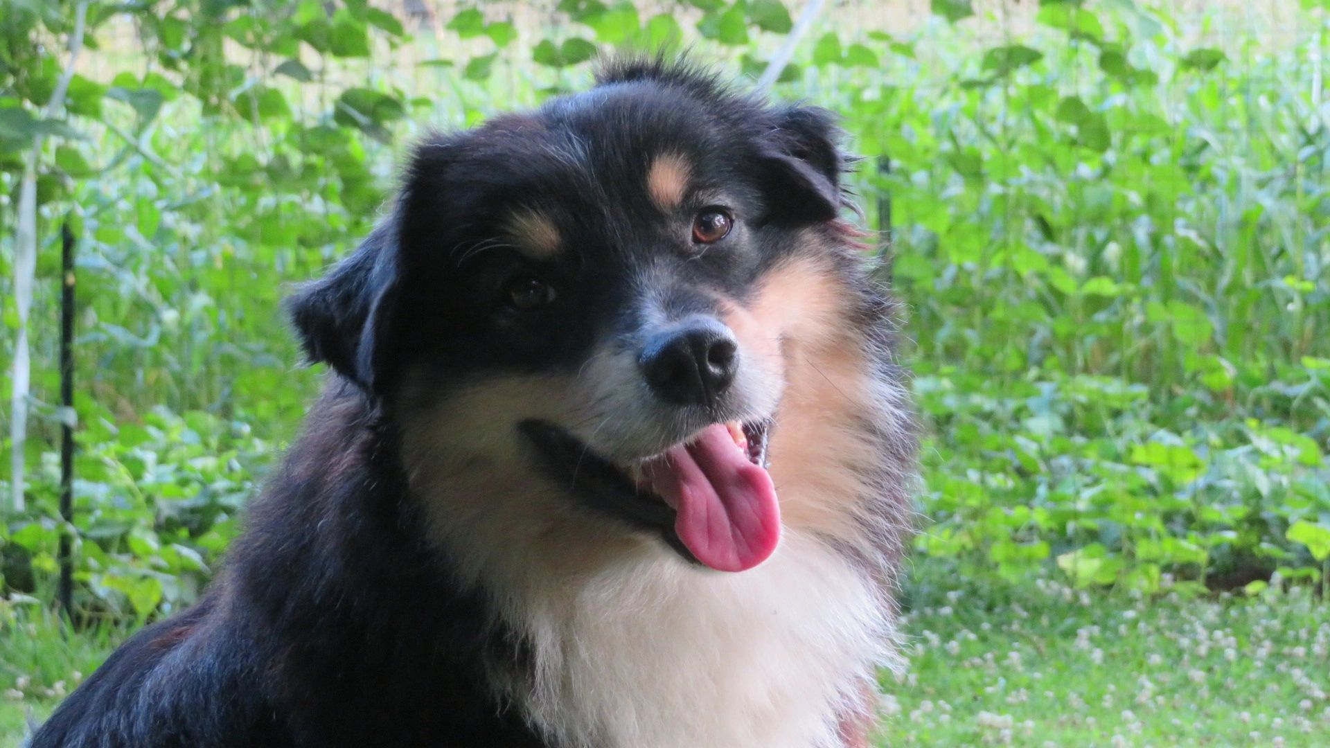 Black tricolor Mini Aussie stud from Boldheart's and Timberline pedigree in Northern Alabama.