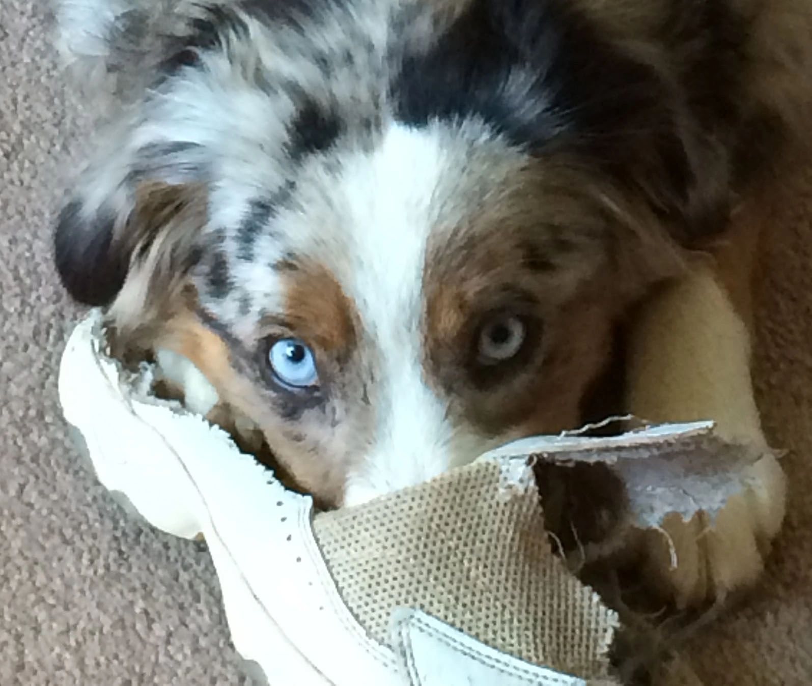 Jubilee blue merle playing with a shoe
