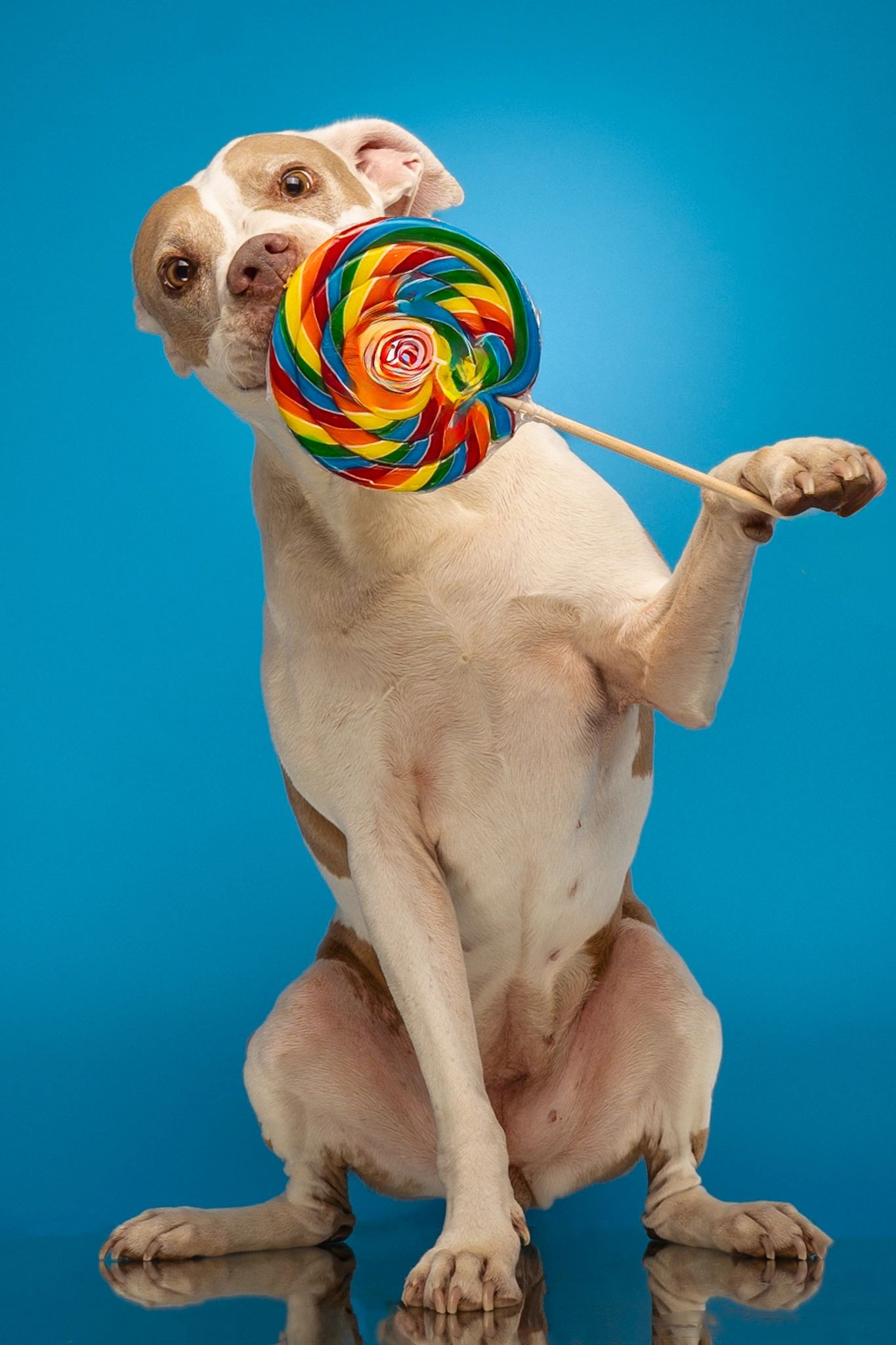 professional-dog-photos-and-images-ikissedadog