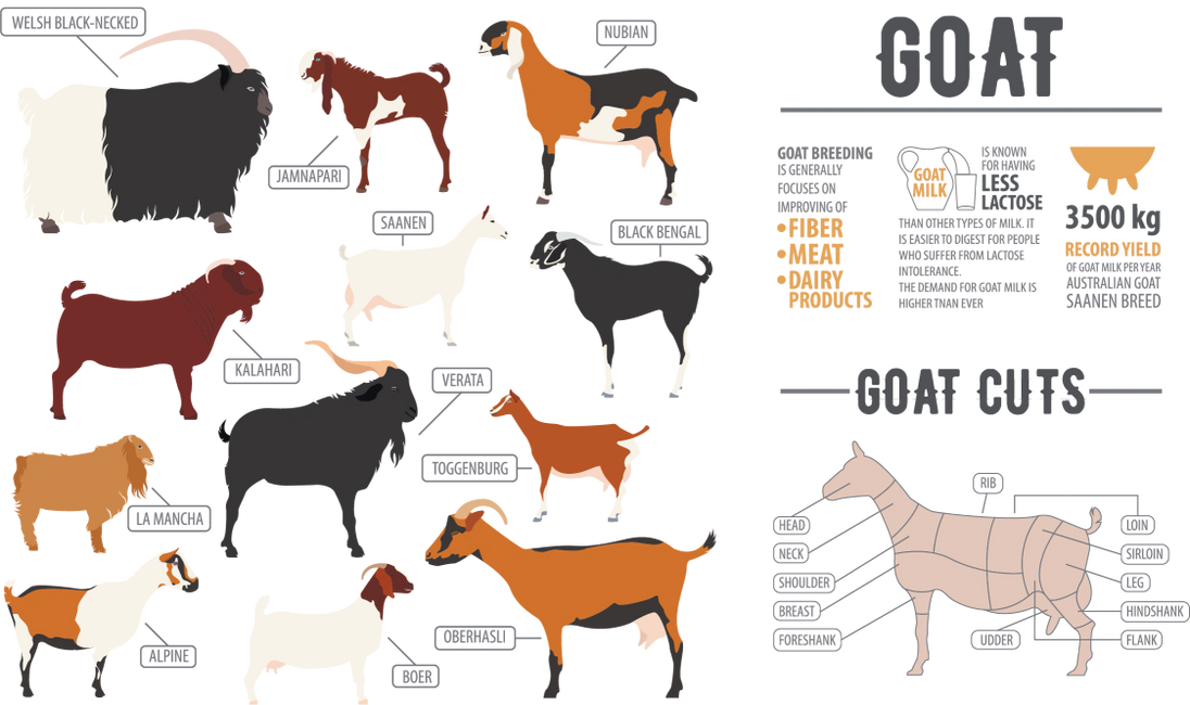 Goat Meat Cuts Chart