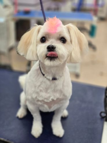 Small dog with a pink tuft on its head and tongue out.