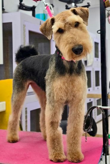 A neatly groomed Airedale Terrier standing.