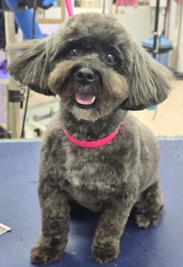 Happy small dog with a pink collar.