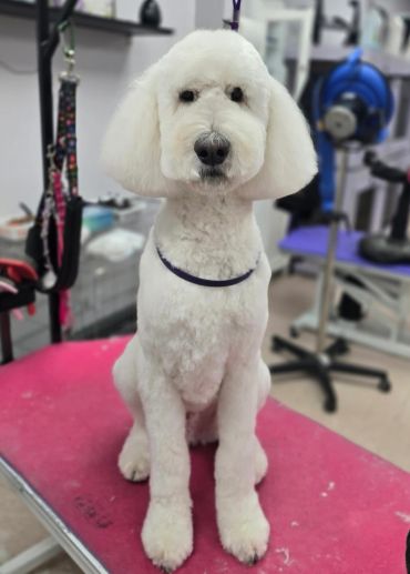 A freshly groomed white poodle sitting.