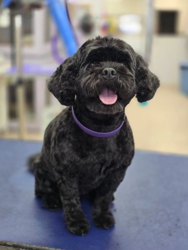 Happy black dog sitting with tongue out.
