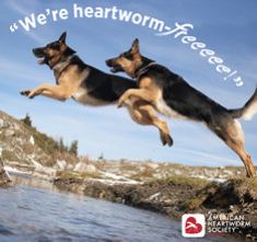 can heartworms be passed from dog to human