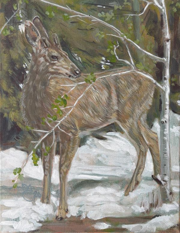 A deer standing in a snowy forest with green leaves on branches.