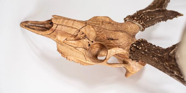 Figured maple deer skull european mount