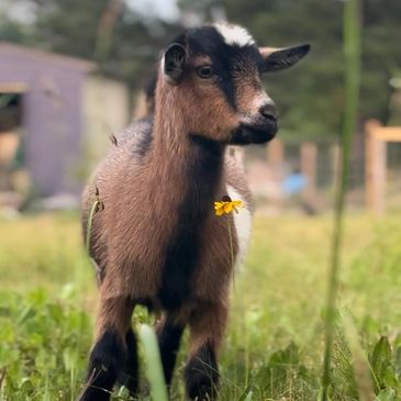 Nigerian dwarf goat, brown and white