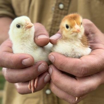 Baby chicks