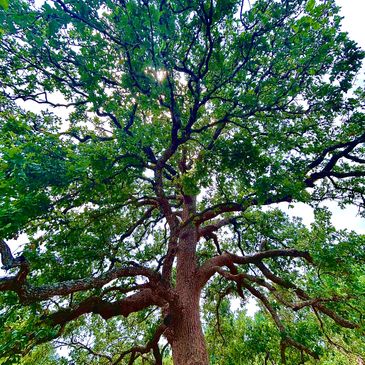 Beautiful trees
Austin arborist 
ISA arborist 
Experienced arborist 
Expert arborist 