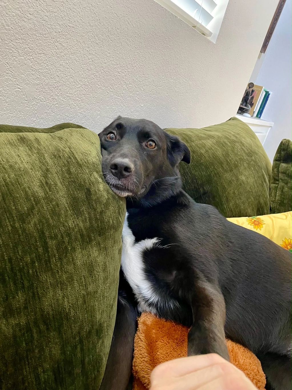 Black and white dog resting on green couch, holding a hand.