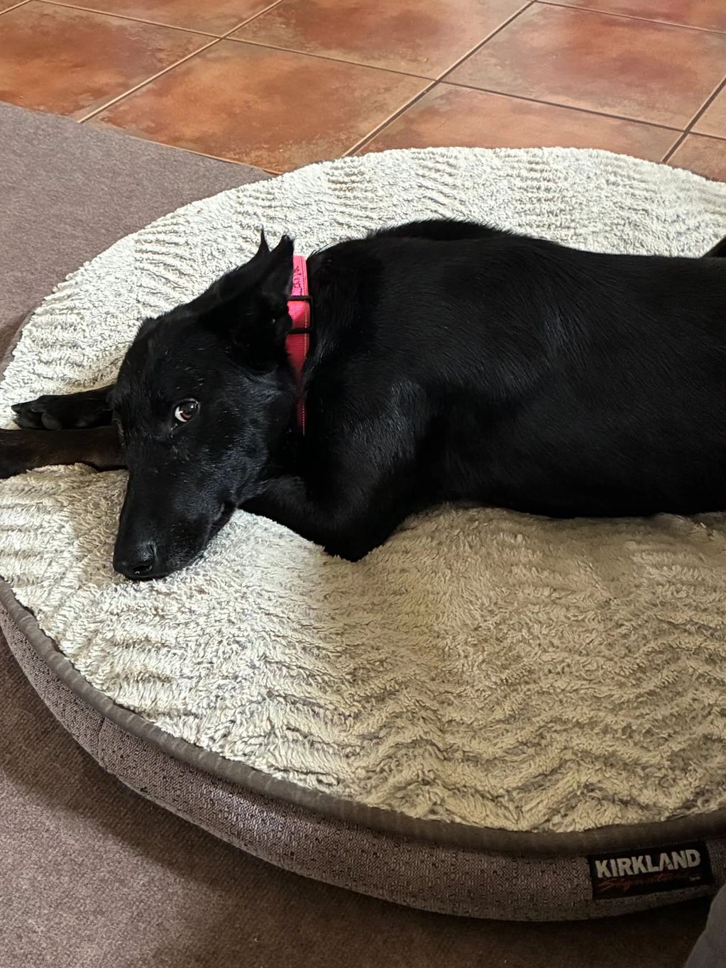 Black dog resting on a round dog bed.