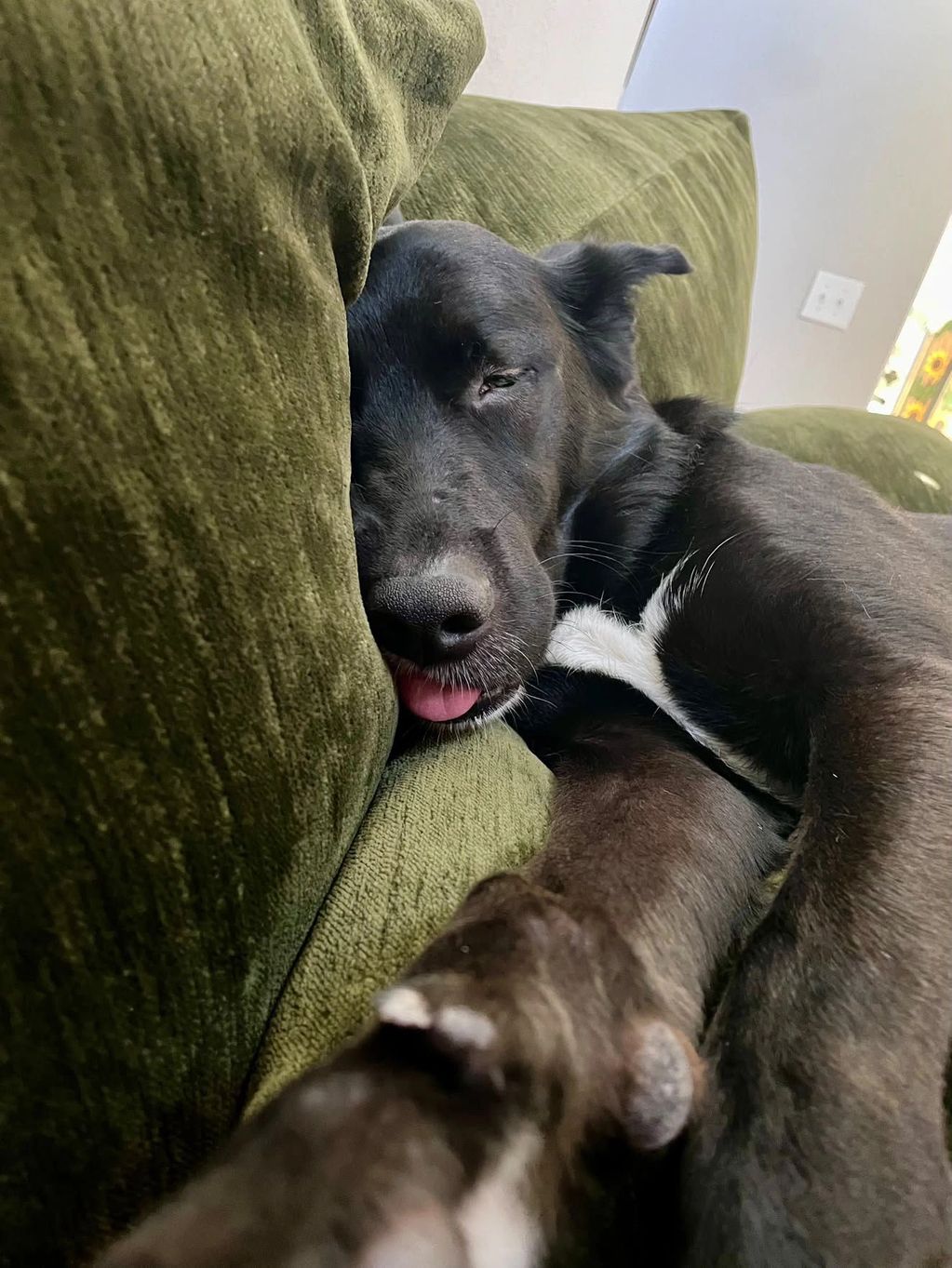 Black dog sleeping on a green couch with tongue out.