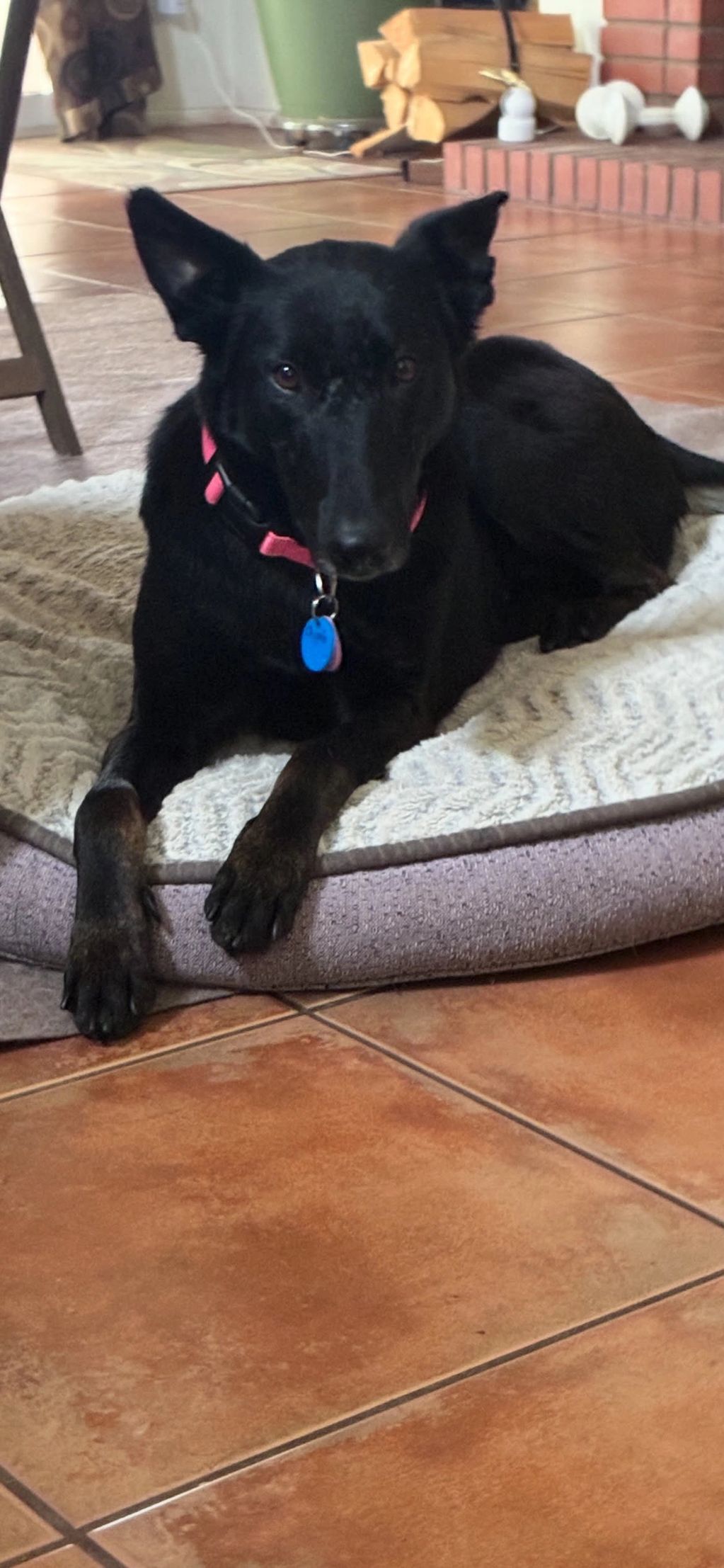Black dog lying on a cushioned mat indoors.