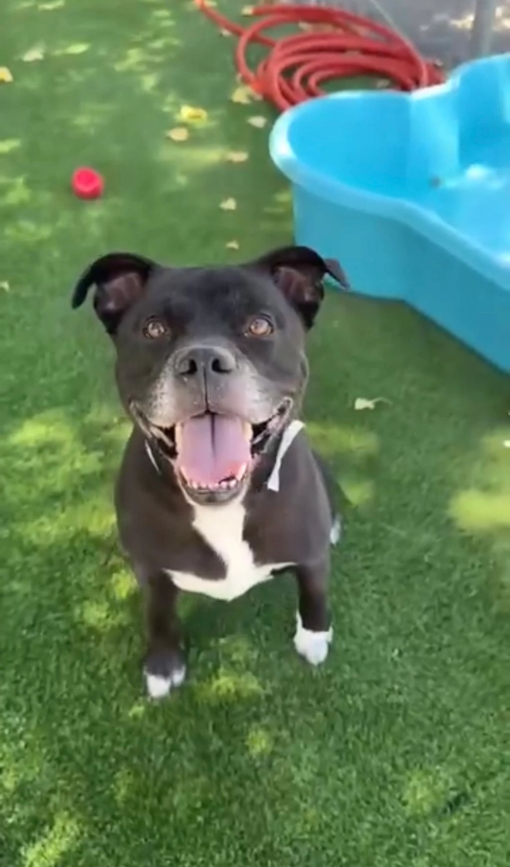 Happy black dog with white markings sitting on grass.