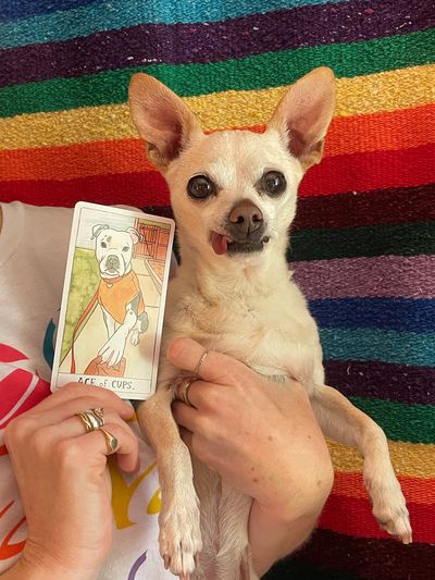 Small dog lying on a colorful striped blanket, holding a tarot card with a cartoon dog illustration.