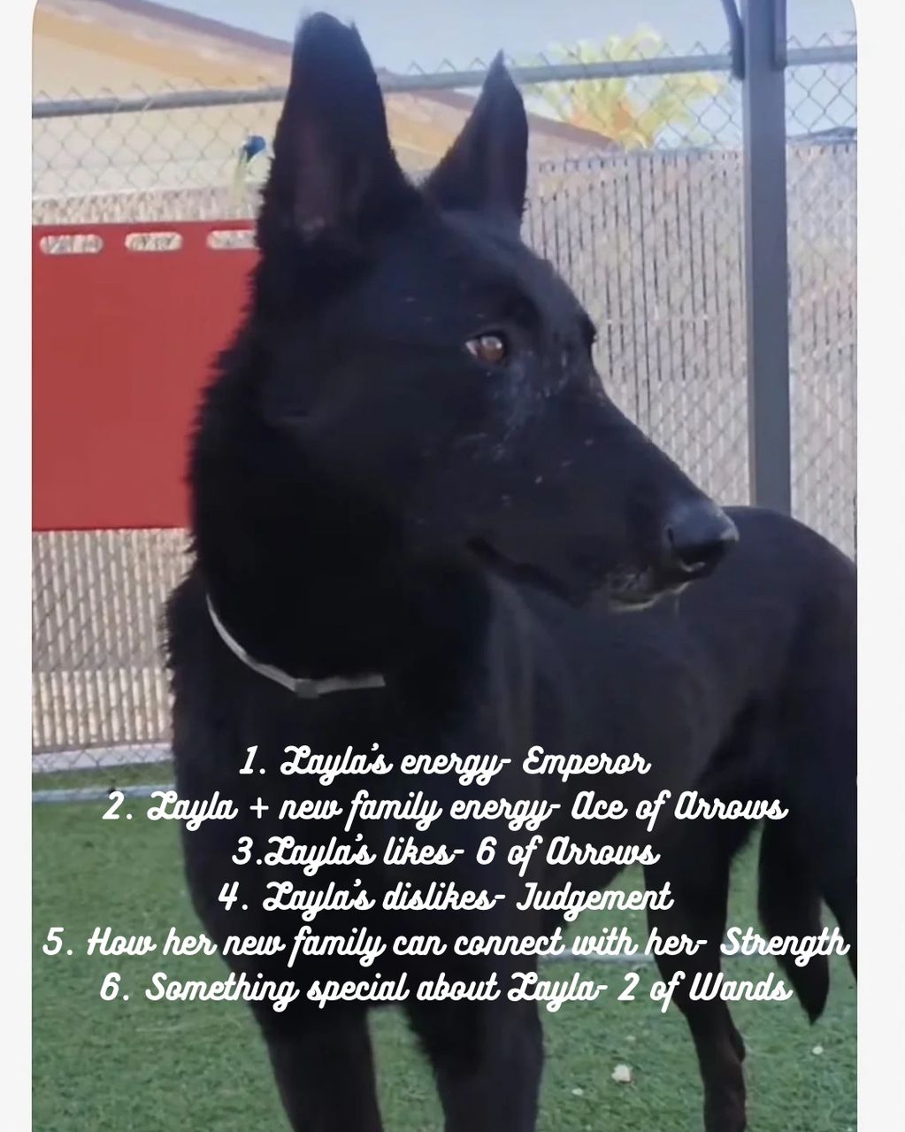 Black dog named Layla with tarot card-themed personality traits.