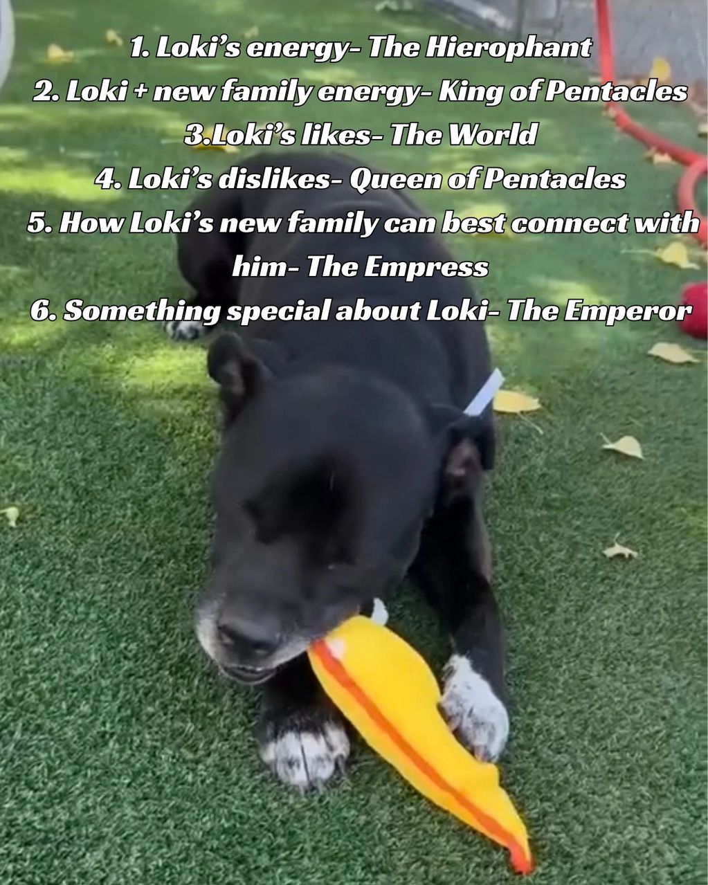 Black dog named Loki playing with a yellow toy on grass.