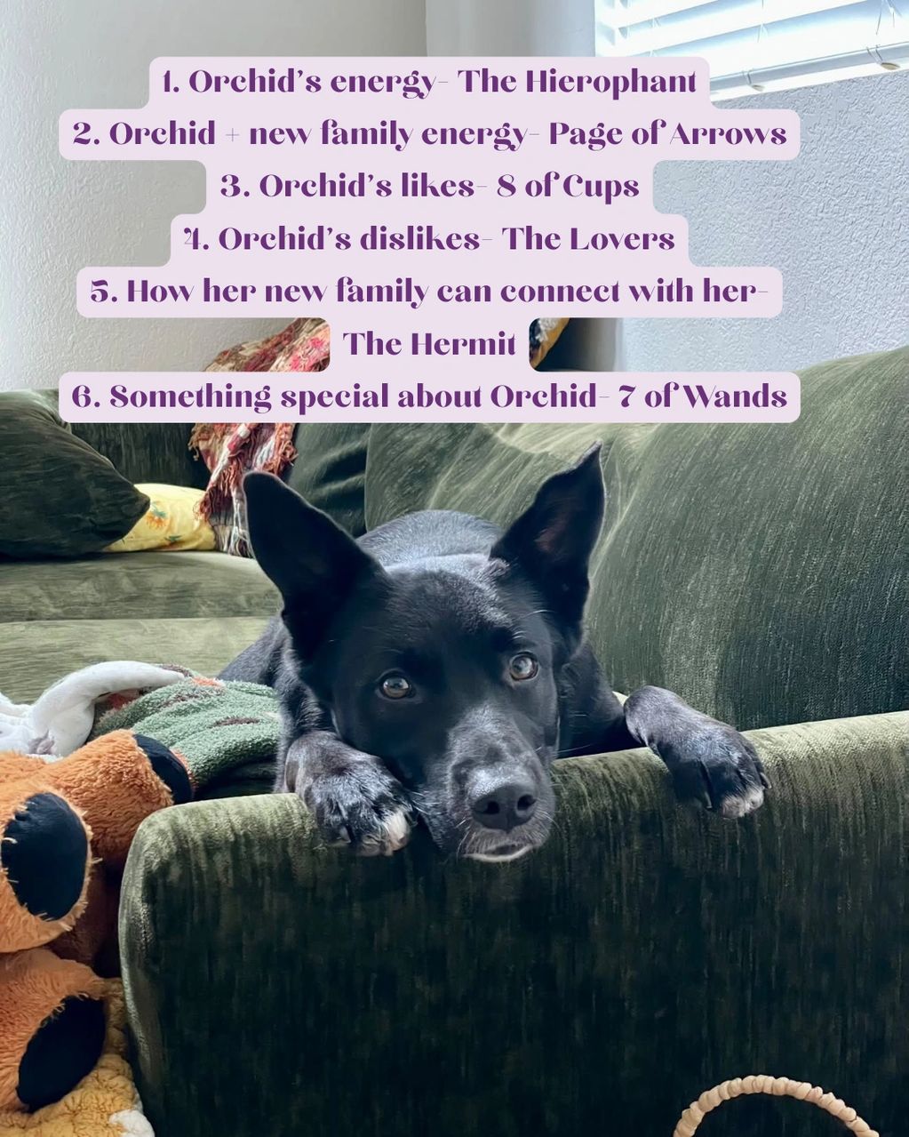 A black dog named Orchid lies on a green sofa surrounded by plush toys.