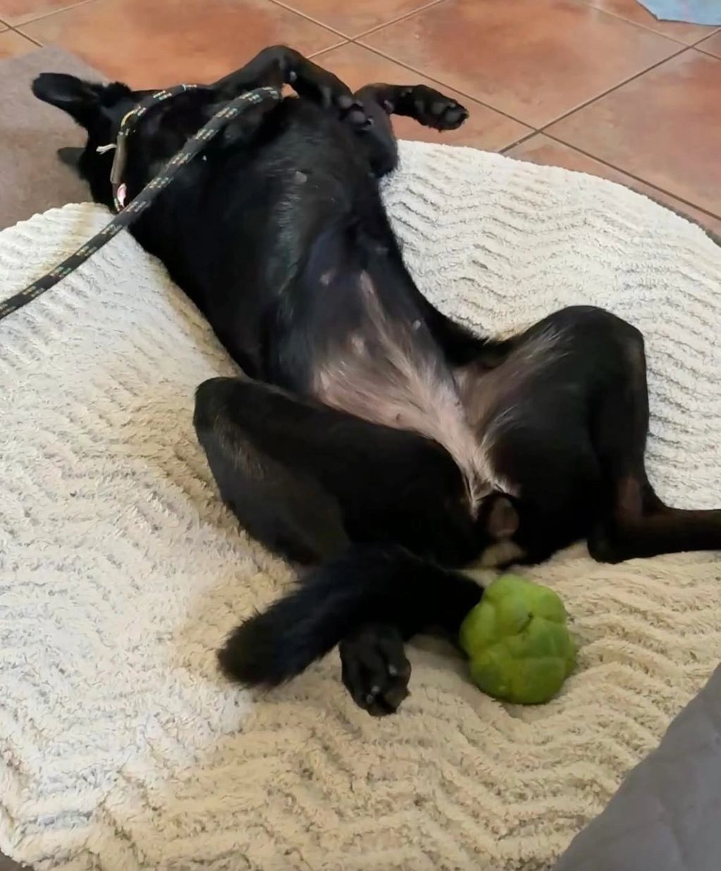 Black dog lying on its back on a blanket.